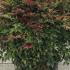 Nandina Domestica Obsessed 70-80 cm buy online UK.