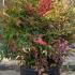 Nandina Domestica Obsessed 60-70 cm buy online UK.
