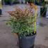 Nandina Domestica Obsessed 20-30 cm buy online UK.
