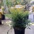 Nandina Domestica Obsessed 40-50 cm buy online UK.