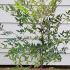 Nandina Domestica Richmond  40-50 cm buy online UK.