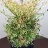 Nandina Domestica Twilight Heavenly Bamboo 50-60 cm buy online UK.