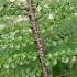Nothofagus Antarctica Antarctic Beech Tree for Sale online with UK delivery.
