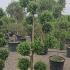 Pom Pom Olive Tree 2-2.2 m buy online UK.