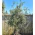 Olea Europaea Olive Bonsai trees,  buy online with UK delivery