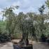 Unique mature Olive tree for sale online UK delivery