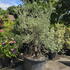 Olea Europaea Olive Tree 3198 - £2500 Mature Specimen Olive Tree