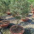 oleae 1-1.25 m buy online UK.