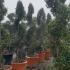 Olea Europea - Olive Tree 2-2.2 m buy online UK.