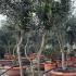 Olea Europea - Olive Tree 2-2.1 m buy online UK.