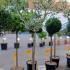 Olea Europea - Olive Tree 1.6-1.8 m buy online UK.