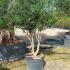 Olea Europea - Olive Tree 2-2.5 m buy online UK.