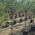 Olea Europea - Olive Tree 2-2.5 m buy online UK.