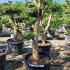 Olea Europea - Olive Tree 1.3-1.5 m buy online UK.