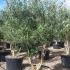 Olea Europea - Olive Tree 1.5-1.7 m buy online UK.