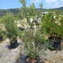 olive 1-1.25 m buy online UK.