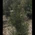 Olive Tree Shrubs 1-1.25 m buy online UK.