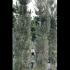 Olive Tree Shrubs 3.5-4 m buy online UK.