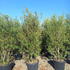 olive 1.5-1.75 m buy online UK.