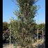 Olive Tree Shrubs 2-2.5 m buy online UK.