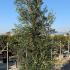 Olive Tree Shrubs 2.5-3 m buy online UK.