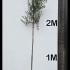 oleaf 2.5-3 m buy online UK.