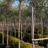 Olive Tree Tall Full Standard 3-3.5 m buy online UK.