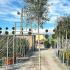 Olive Tree Tall Full Standard 3.25-3.75 m buy online UK.