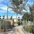 Olive Tree Tall Full Standard 3.5-4 m buy online UK.