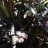 phiopogon Planiscapus Nigrescens Black Ornamental Grass for Sale Online