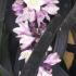 Flowering Black Grass for sale at our London plant centre, buy online UK delivery