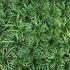 Ophiopogon Japonicus Nana Dwarf Grass 8 cm buy online UK.