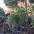 Ophiopogon Nigrescens or Black Grass to buy online UK