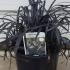 Ophiopogon Planiscapus Nigrescens - Lilyturf 20-25 cm buy online UK.