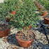 osmanxburk 80-100 cm buy online UK.