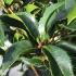 Ormanthus Armatus or Holly Olive