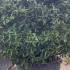 Osmanthus Armatus Holly Olive 1.2-1.3 m buy online UK.