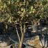 Osmanthus Armatus Holly Olive 1.4-1.5 m buy online UK.