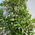 Osmanthus Armatus Holly Olive 1-1.25 m buy online UK.