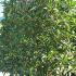 Osmanthus Armatus Holly Olive 1.75-2 m buy online UK.