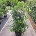 oaho 1.25-1.5 m buy online UK.