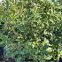Osmanthus Armatus Holly Olive 1.25-1.5 m buy online UK.