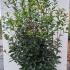 oaho 1.75-2 m buy online UK.