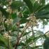 Osmanthus Fragrans Flowers, evergreen hedging and screening shrub - for sale online 