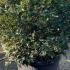 Osmanthus Fragrans - Sweet Olive 1.3-1.4 m buy online UK.