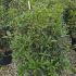 Osmanthus Fragrans - Sweet Olive 80-100 cm buy online UK.