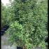 Osmanthus Fragrans - Sweet Olive 2.5-3 m buy online UK.