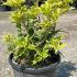 Osmanthus Goshiki Tricolour 20-30 cm buy online UK.