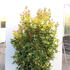 osmanthusgt 80-100 cm buy online UK.