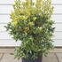 osmanthusgt 60-80 cm buy online UK.
